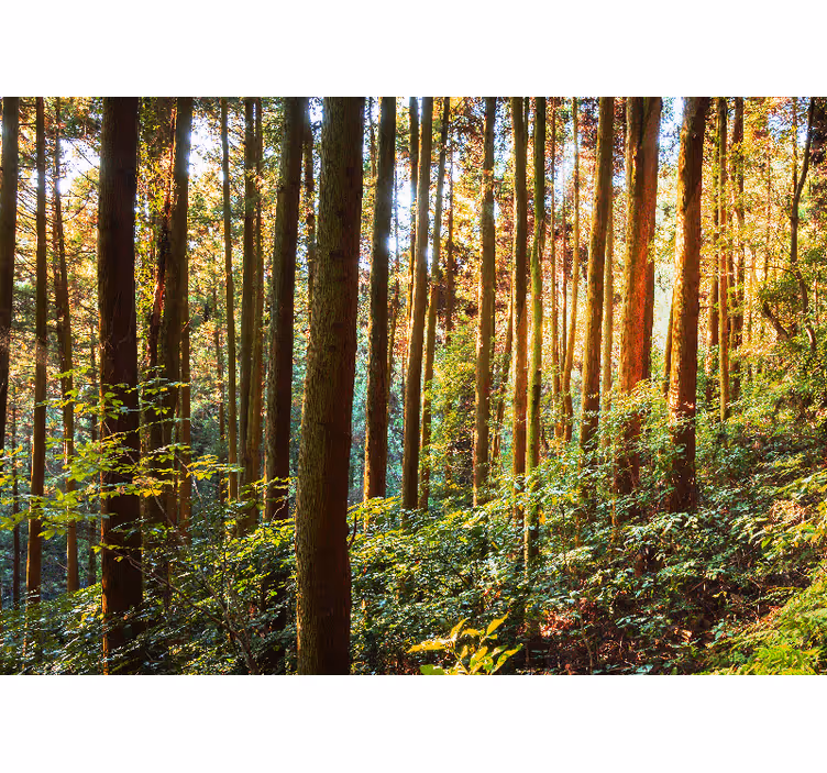 Tapisserie forêt verdoyante - TenStickers