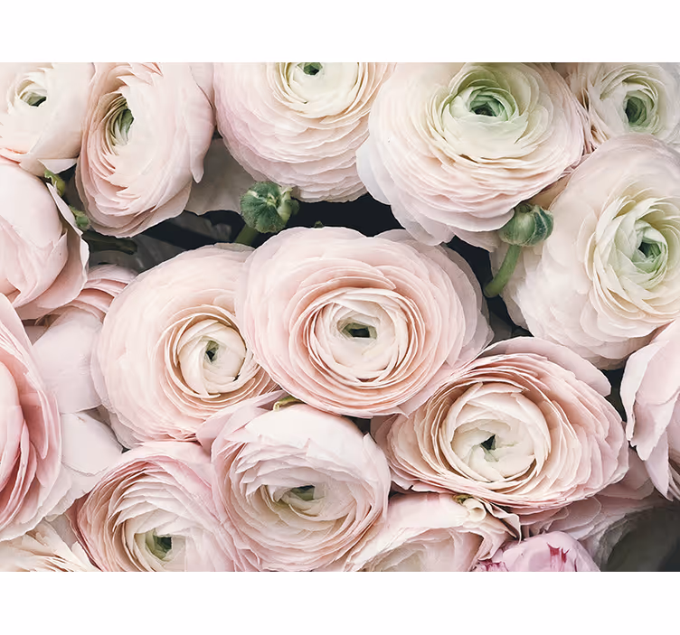 Tapisserie fleur fleurs de renoncule délicates - TenStickers