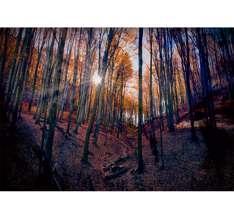 Tapisserie forêt forêt d'automne ensoleillée - TenStickers