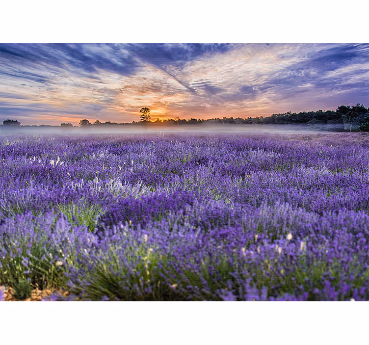 Tapisserie fleur champ de lavande crépuscule - TenStickers