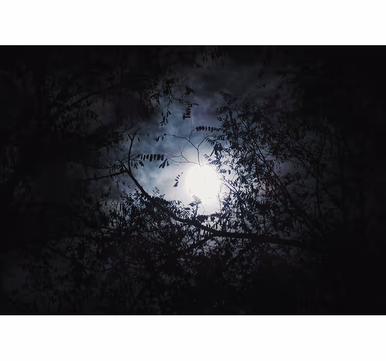 Tapisserie nature branches au clair de lune - TenStickers