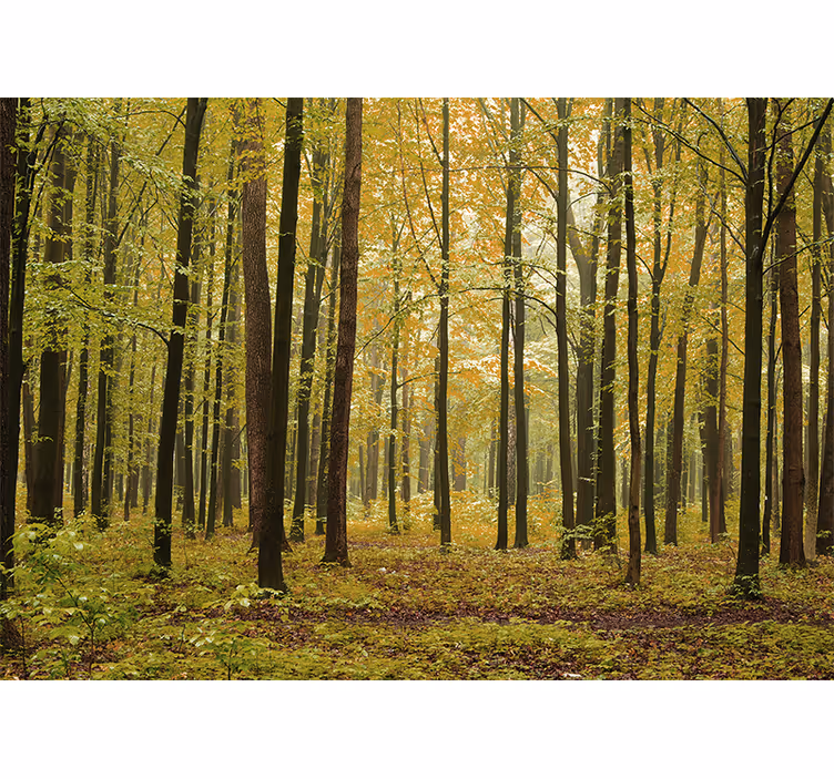 Tapisserie forêt paysage boisé d'automne - TenStickers