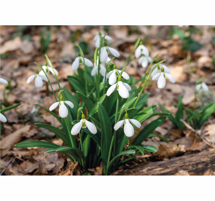 Tapisserie fleur affiche de fleurs de perce-neige - TenStickers