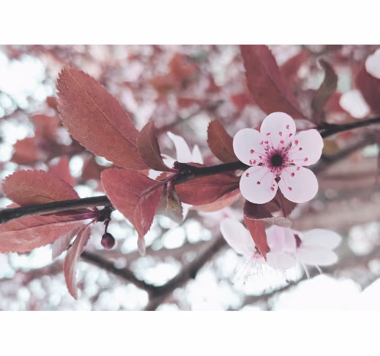Tapisserie fleur fleur de cerisier en pleine floraison - TenStickers