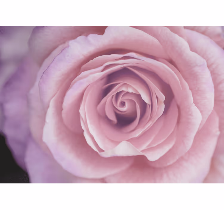 Tapisserie fleur fleur de rose rose - TenStickers