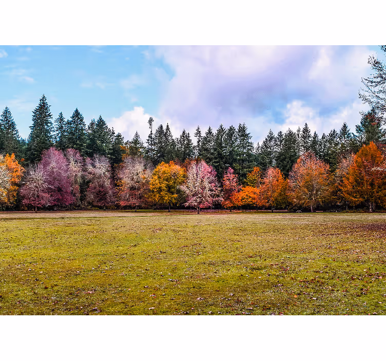 Papiers peints nature forêt d'automne colorée - TenStickers
