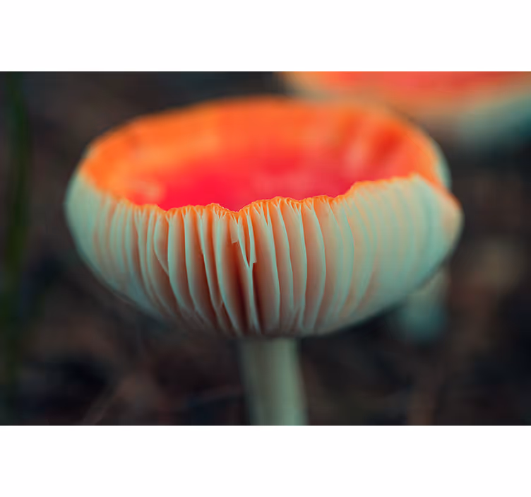 Tapisserie coquelicots fleur de coquelicot élégante - TenStickers