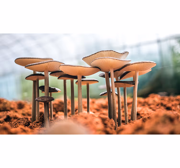 Tapisserie autres scène de grappe de champignons - TenStickers