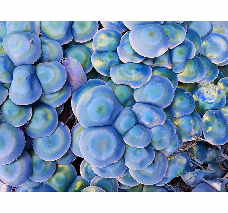Tapisserie nature plante succulente colorée - TenStickers