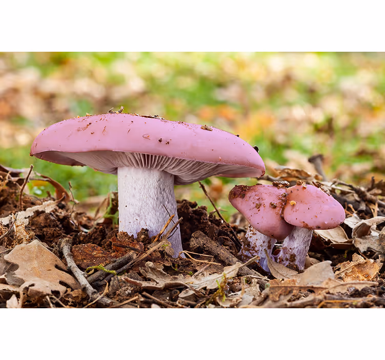 Tapisserie autres fleurs cluster de champignons roses - TenStickers