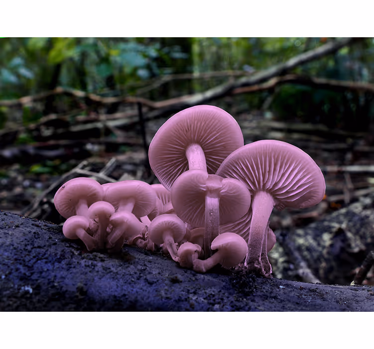 Tapisserie fleur grappes de champignons roses - TenStickers