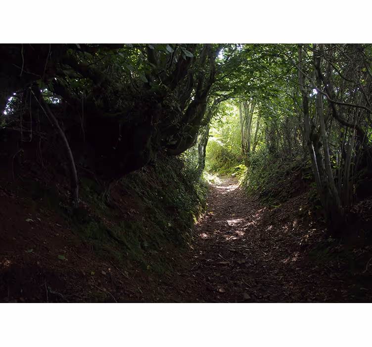 Tapisserie forêt chemin de randonnée - TenStickers