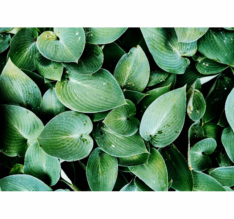 Papiers peints nature feuilles vertes luxuriantes - TenStickers