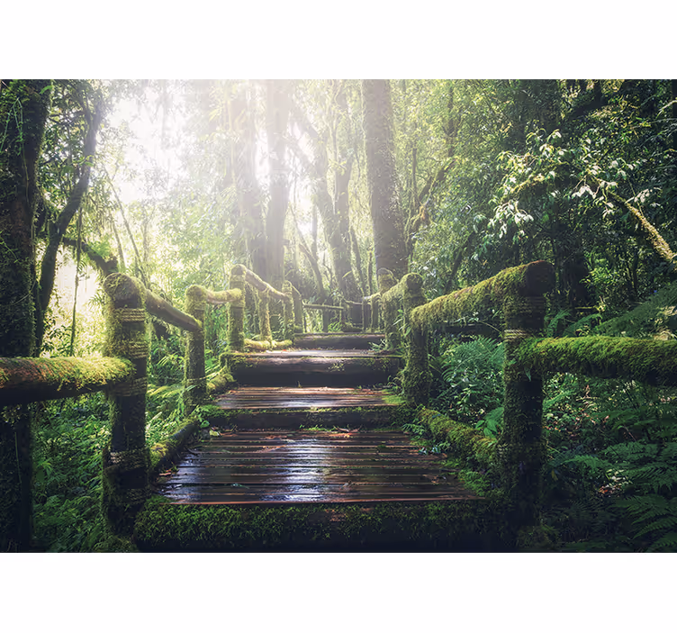 Papiers peints nature sentier forestier luxuriant - TenStickers