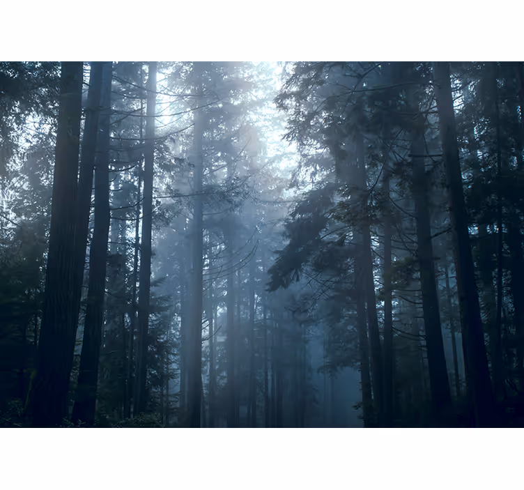 Papier peint forêt forêts de conifères brumeuses - TenStickers