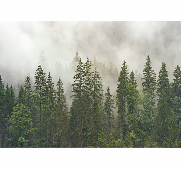Tapisserie forêt vue bois brumeuse - TenStickers