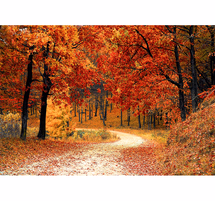 Papiers peints nature chemin forestier d'automne - TenStickers
