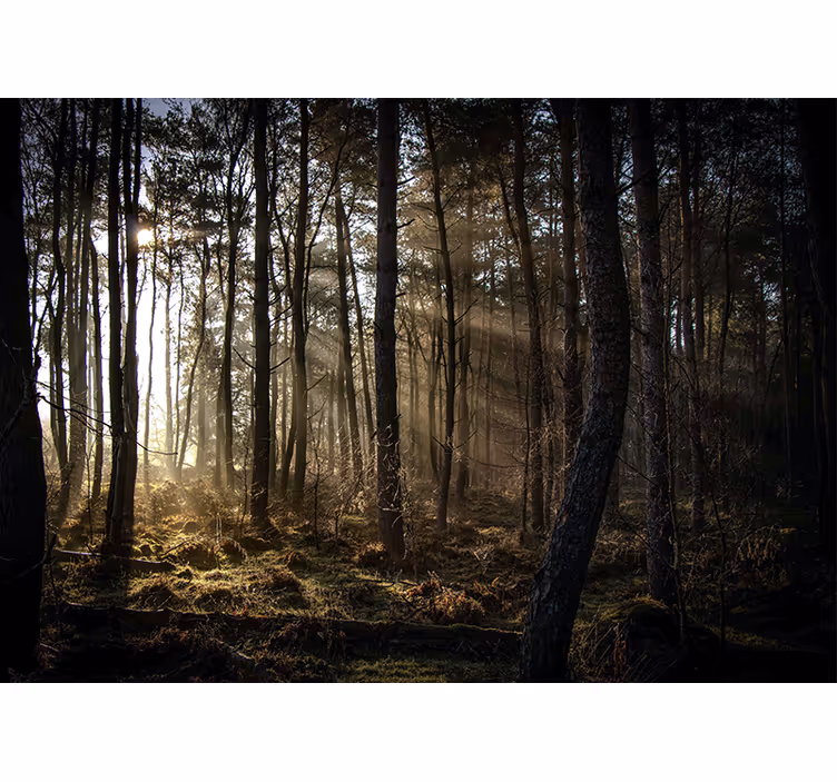 Papier peint nature Lever de soleil dans la forêt - TenStickers