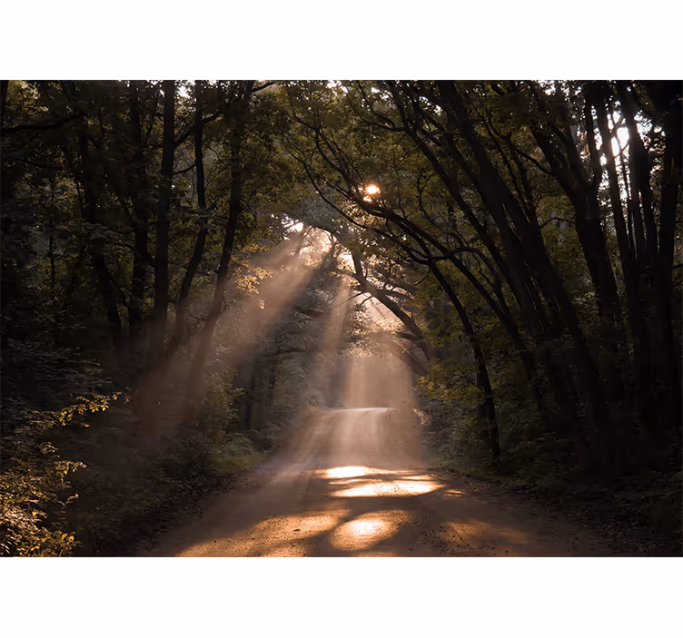 Papiers peints nature sentier forestier radieux - TenStickers