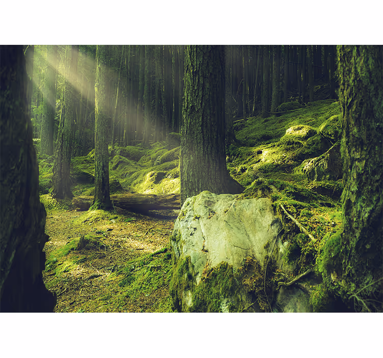 Papiers peints nature lumière du soleil à travers les arbres - TenStickers