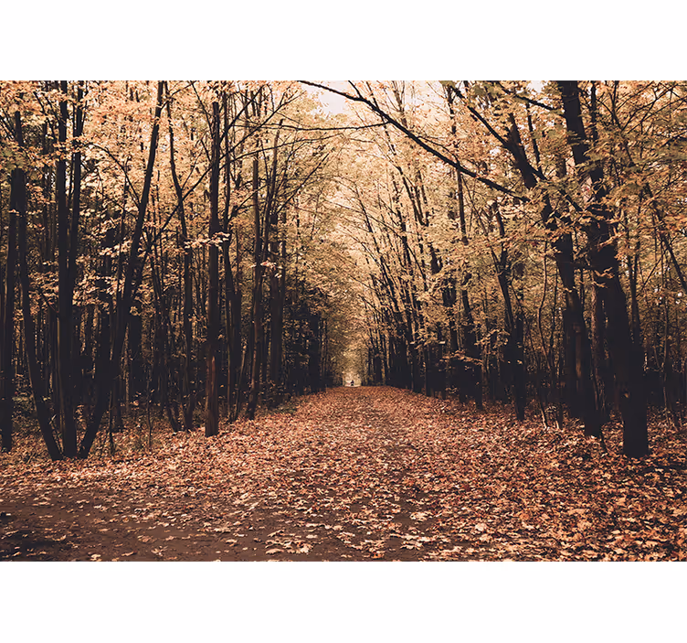 Tapisserie forêt vue du chemin automnal - TenStickers