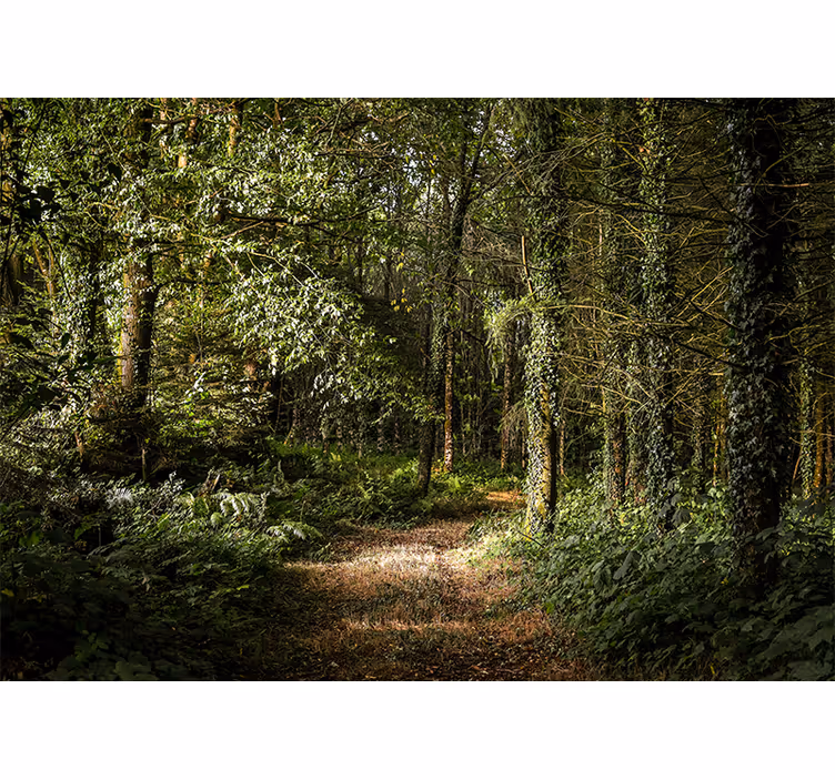Papier peint forêt chemin luxuriant en forêt - TenStickers