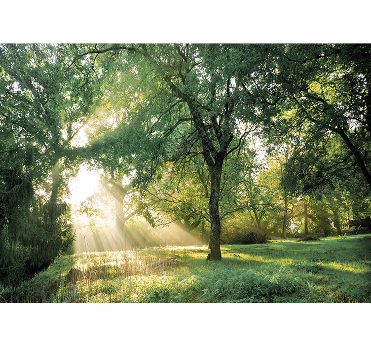 Tapisserie nature forêt ensoleillée et sereine - TenStickers