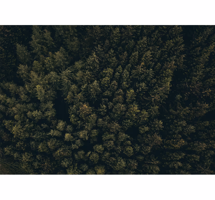Tapisserie nature canopée de verdure luxuriante - TenStickers