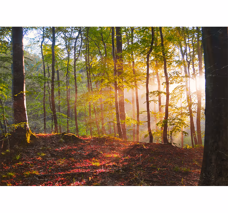 Tapisserie forêt vue ensoleillée sur la forêt - TenStickers