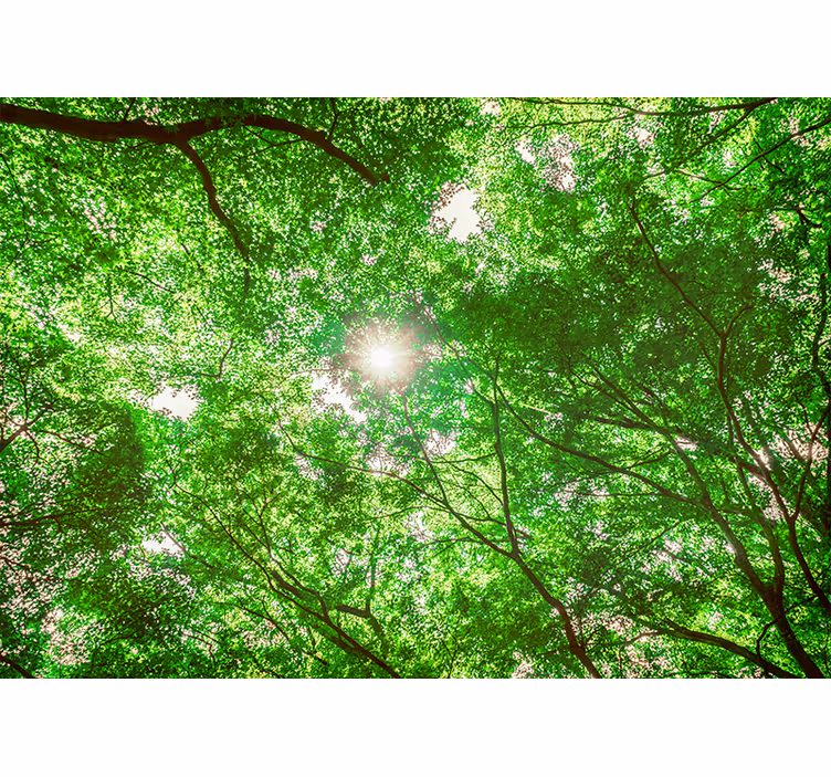 Tapisserie nature vue sur la canopée - TenStickers