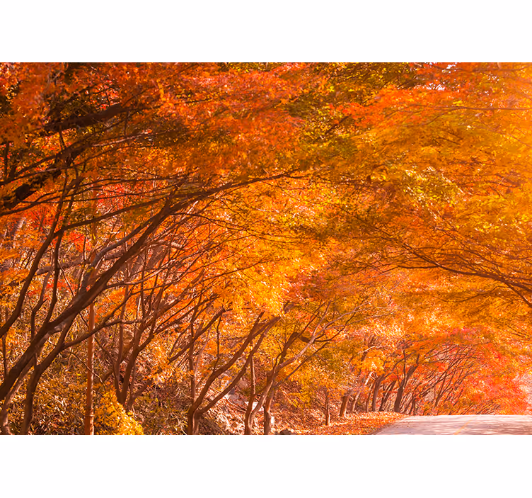 Tapisserie forêt chemin forestier d'automne - TenStickers