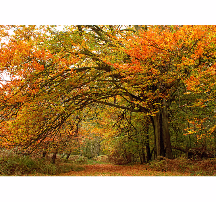 Papier peint forêt vue automnale en bois - TenStickers