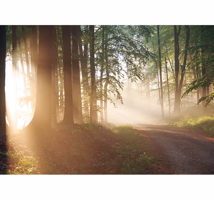 Papiers peints nature rayons sereins de la forêt - TenStickers