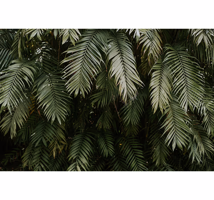 Papiers peints nature verdure tropicale - TenStickers