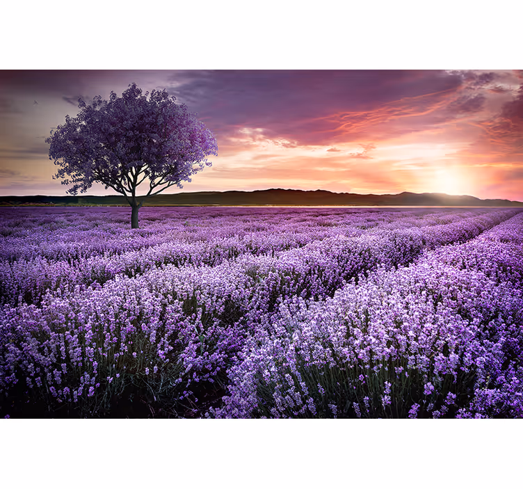 Tapisserie fleur prairie de lavande au crépuscule - TenStickers
