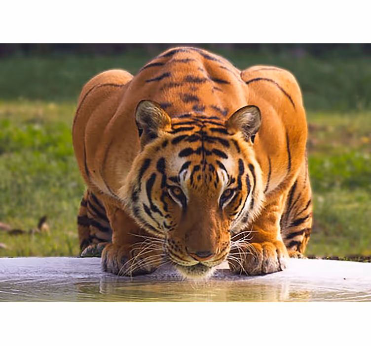 Tapisserie animaux pose de tigre royal - TenStickers