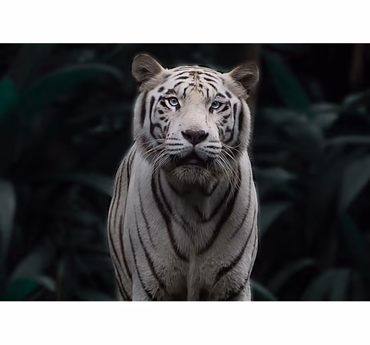 Tapisserie animaux tigre blanc royal - TenStickers