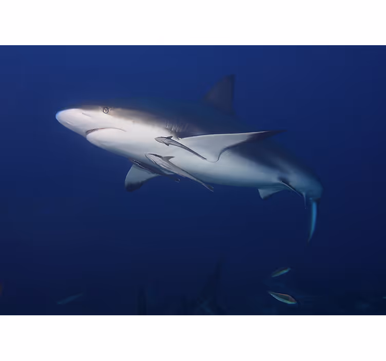 Tapisserie animaux nage majestueuse de requin - TenStickers