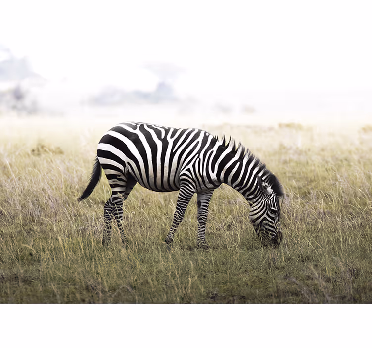 Tapisserie animaux zèbre broutant sereinement - TenStickers