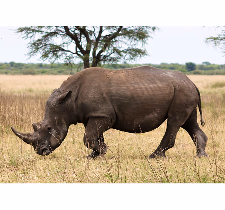 Tapisserie animaux rhino paissant dans le serengeti - TenStickers