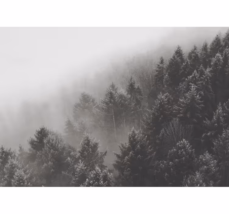 Tapisserie forêt paysage de pins brumeux - TenStickers