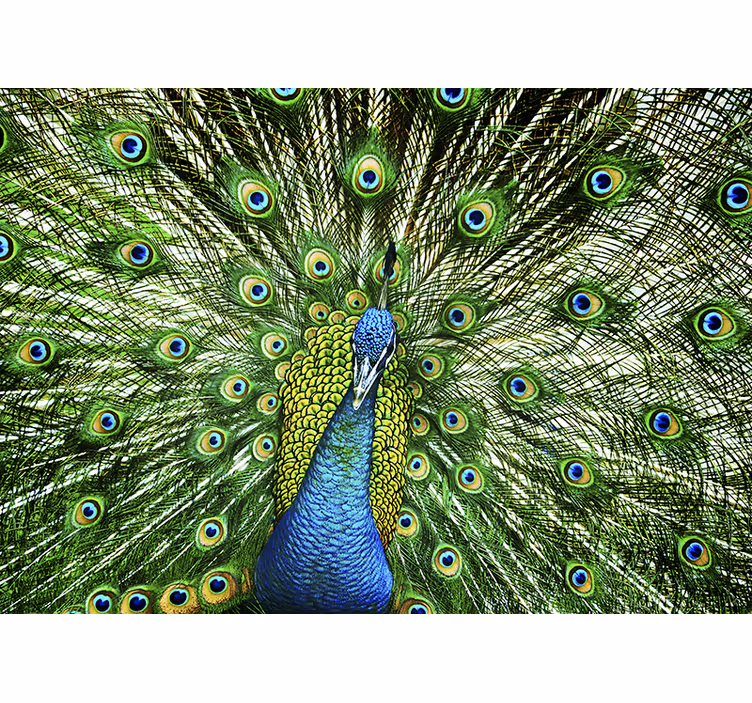 Tapisserie animaux exposition de plumes de paon - TenStickers