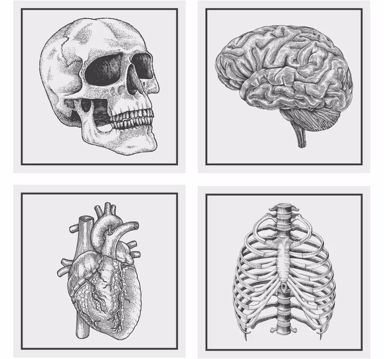 Dessous de verre geek crâne anatomique cerveau cœur - TenStickers