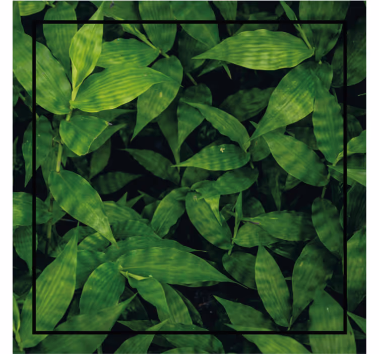 Dessous de verre motif feuilles vertes luxuriantes - TenStickers