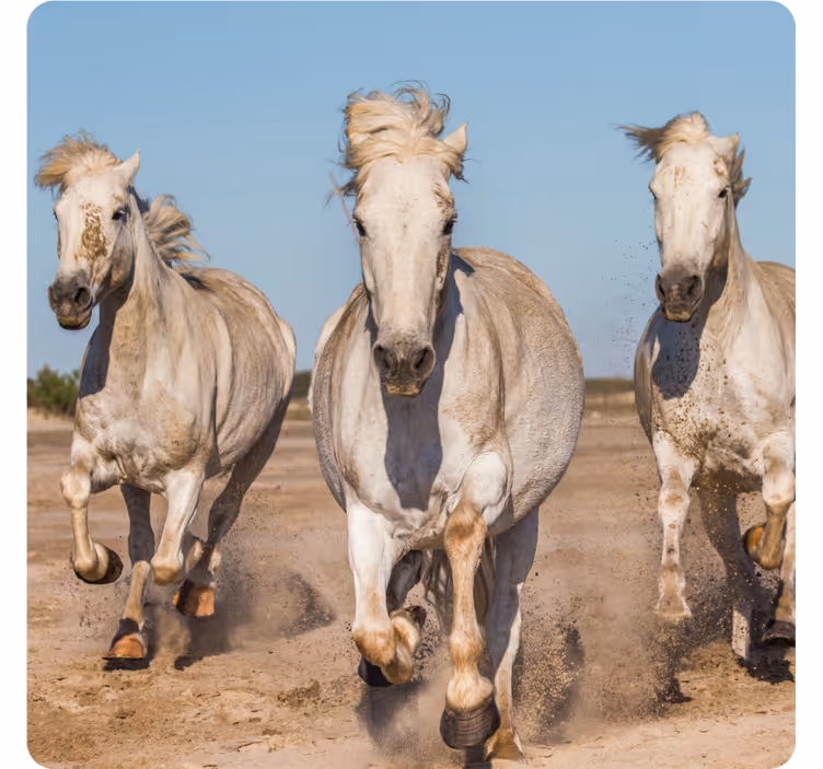 Dessous de verre moderne chevaux blancs au galop - TenStickers