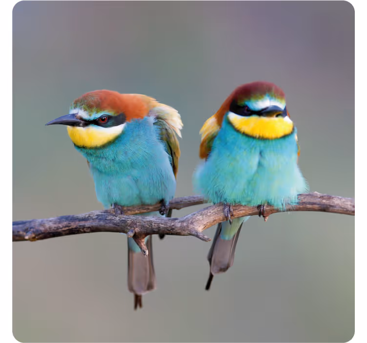 Dessous de verre moderne oiseaux colorés perchés - TenStickers