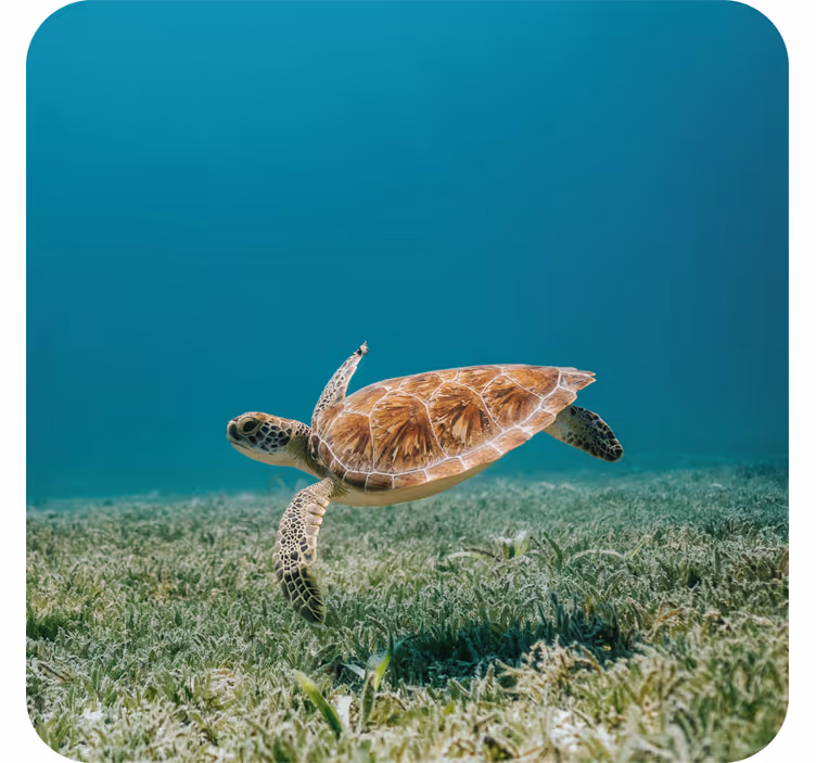 Dessous de verre moderne tortue de mer nageante - TenStickers
