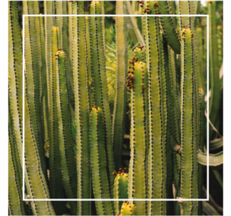 Dessous de verre texture cactus - TenStickers