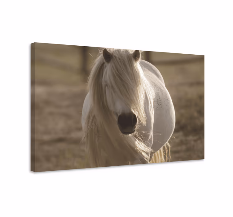 Tableau chevaux cheval à face blanche - TenStickers