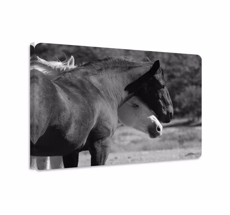 Tableau chevaux chevaux noirs et blancs s'enlaçant - TenStickers